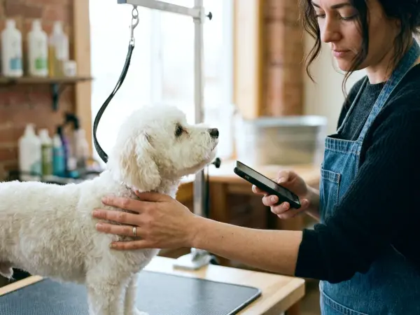 A dog groomer at work